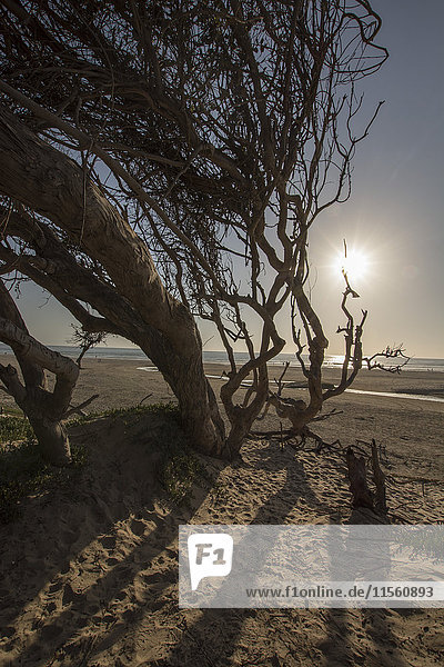 USA  Kalifornien  toter Baum am Pismo Beach bei Sonnenuntergang