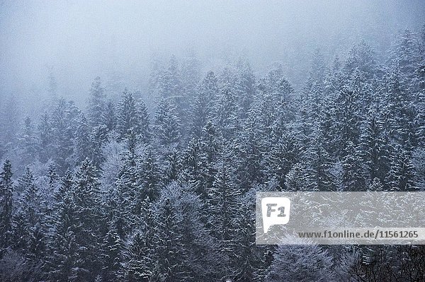 Deutschland  Bayern  Wald im Winter