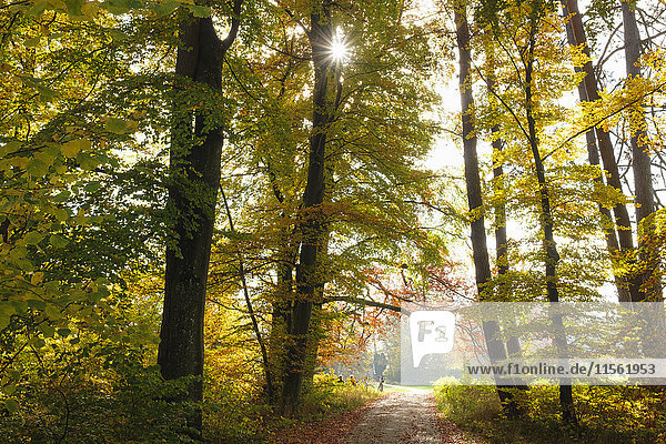 Deutschland  Bayern  Bernried  Waldweg im Herbst