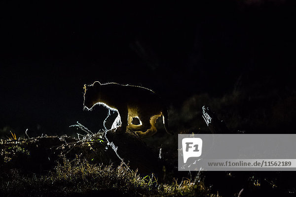 Botswana  Tuli Block  Silhouette des Löwenjungen bei Nacht