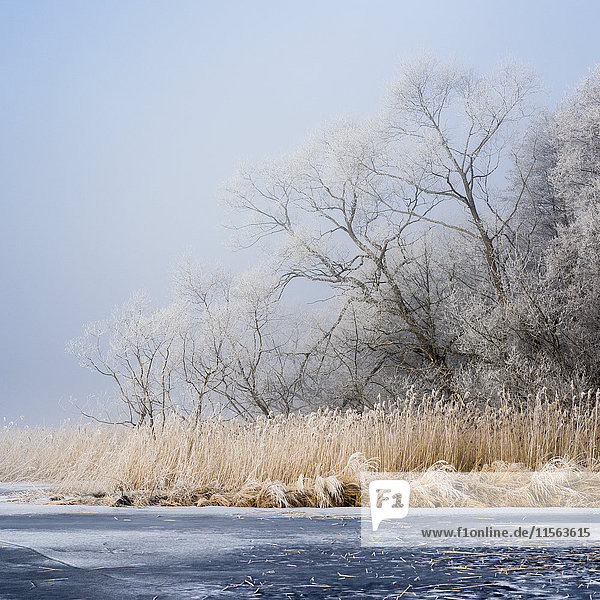 Sweden Sodermanland Winter landscape with frozen river and trees