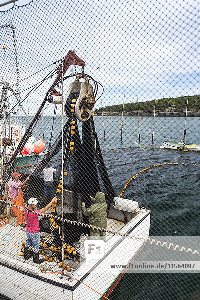Fischer ziehen große Netze auf einem Boot in Heringsbecken mit Netzen ein; Seal Cove  New Brunswick  Kanada'.