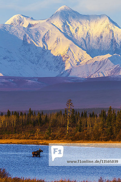 Ein weiblicher Elch (alces alces) überquert im Spätherbst einen Teich mit dem Mt. Hayes im Hintergrund; Alaska  Vereinigte Staaten von Amerika'.