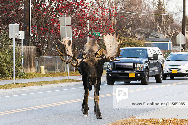 Bull moose walking down the middle of a street in Anchorage  Southcentral Alaska  USA