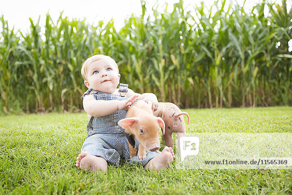 'Infant boy playing with little pigs on a farm in Northeast Iowa in summertime; Iowa  United States of America'