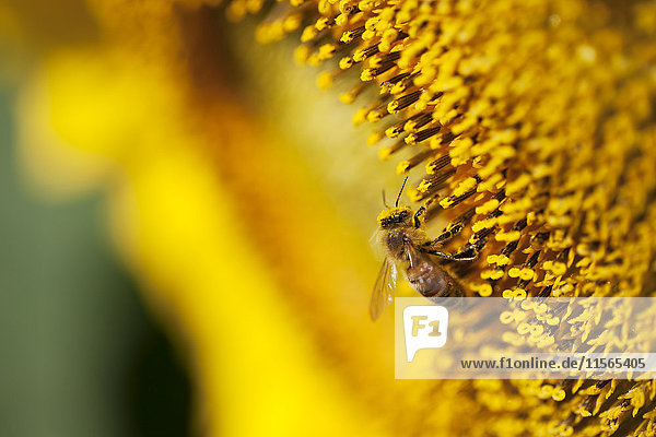 Biene auf Sonnenblume; Caldeon  Ontario  Kanada'.