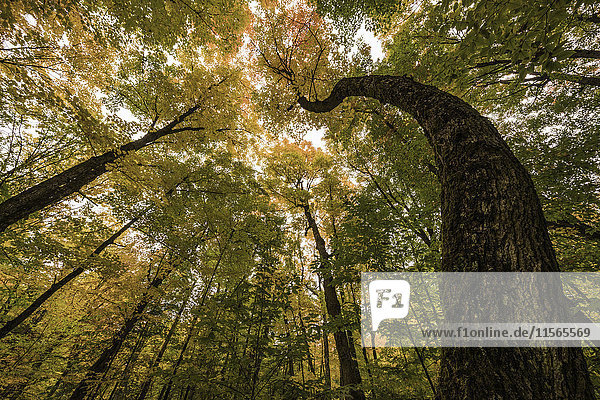 Blick in die Baumkronen mit einem stark gebogenen Baum im Algonquin Park; Ontario  Kanada'.