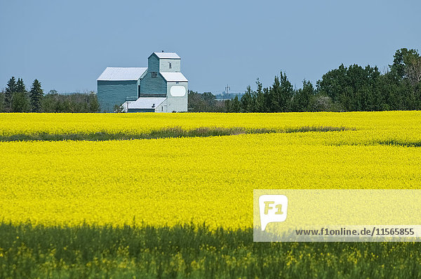 Alter Getreidesilo mit einem blühenden Rapsfeld im Vordergrund; Legal  Alberta  Kanada'.