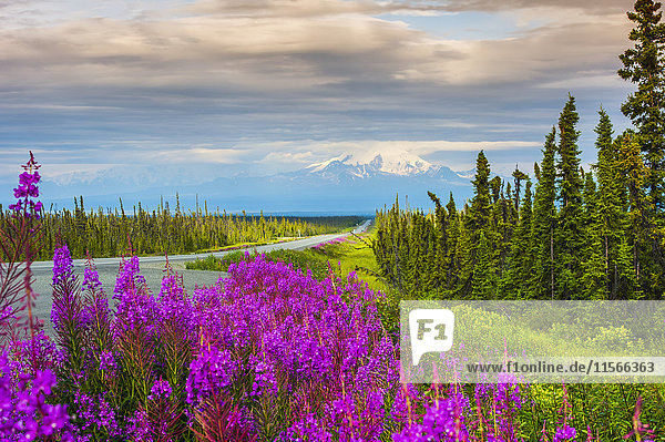Aussicht auf den Glenn Highway und Mt. Drum im Sommer  Southcentral Alaska  USA