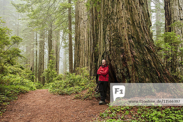 'Hiker on Damnation Creek Trail in fog  Redwood National and State Parks; California  United States of America'