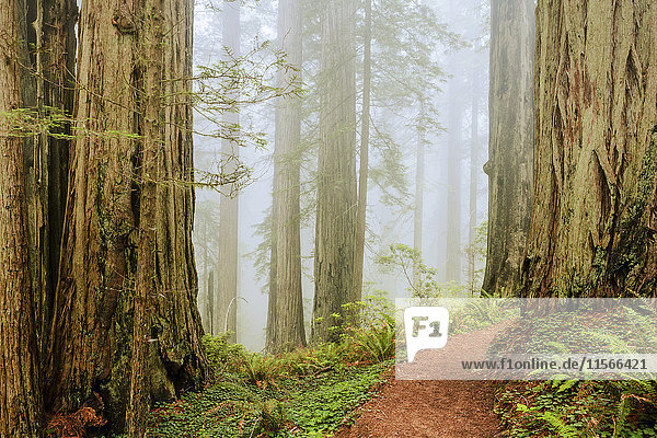 'Entlang des Damnation Creek Trail im Nebel  Redwood National and State Parks; Kalifornien  Vereinigte Staaten von Amerika'.