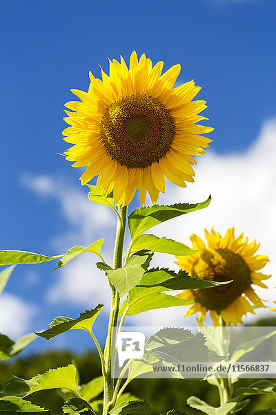 Nahaufnahme einer großen Sonnenblume (Helianthus) in einem Feld mit blauem Himmel und Wolken im Hintergrund; Ontario  Kanada'.