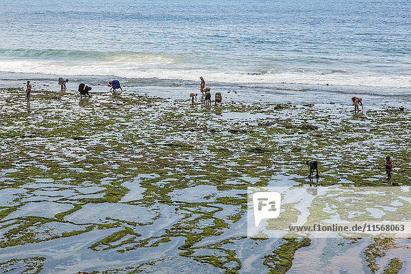 Einheimische auf der Suche nach Meeresfrüchten und Oktopus bei Ebbe; Pemba  Cabo Delgado  Mosambik