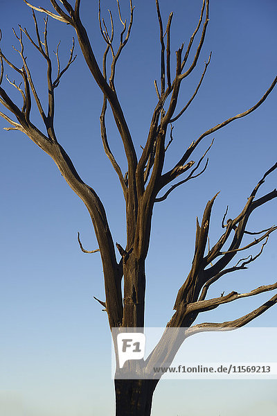 Verbrannter Baum auf der Wetherill Mesa im Mesa Verde National Park