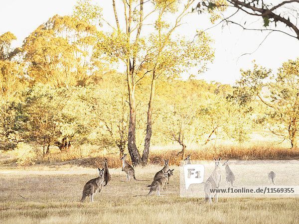 Australia  Canberra  Watchful kangaroos in grassy field