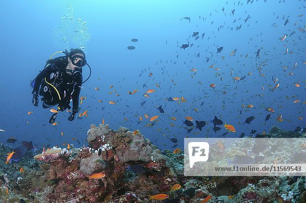 Weiblicher Taucher schwimmt über Korallenriff und betrachtet einen Schwarm von bunten Fischen  Indischer Ozean  Malediven  Asien