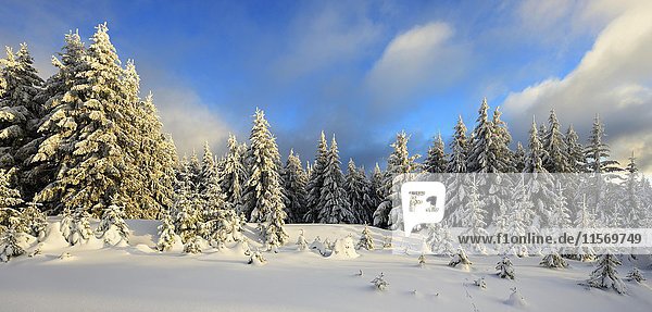 Fichten mit Schnee  Abendlicht  verschneite Bäume im Winter  Nationalpark Harz  in Schierke  Sachsen-Anhalt  Deutschland  Europa