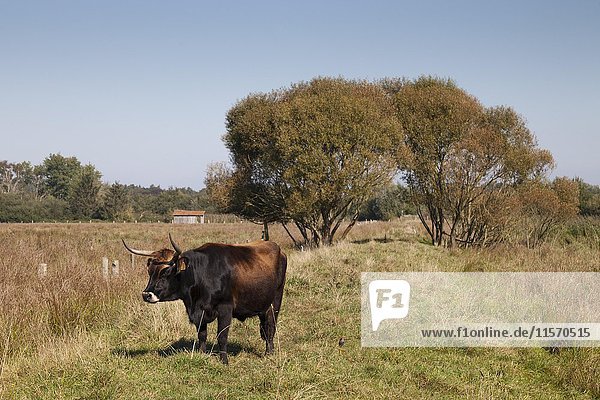 Cattle (Bos taurus)  septic drain fields  natural reserve  Münster  Münsterland  North Rhine-Westphalia  Germany  Europe