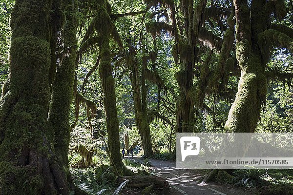 Fußweg durch mit Moos bewachsene Bäume im Hoh Rainforest  in der Nähe von Forks  Olympic National Park  Washington  USA  Nordamerika