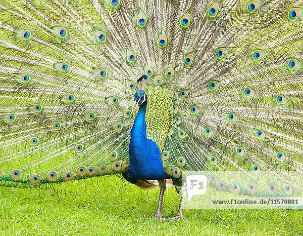 Blauer Pfau (Pavo cristatus)  balzender Hahn mit Fächer  Bayern  Deutschland  Europa