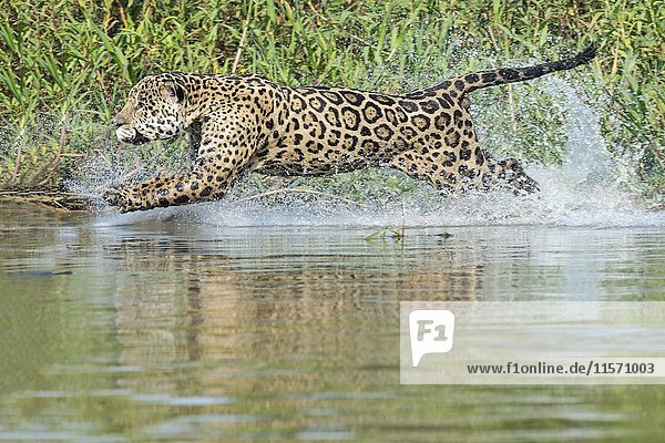 Male Jaguar (Panthera onca) running in water and chasing  Cuiaba river  Pantanal  Mato Grosso  Brazil  South America