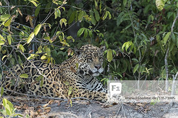 Männlicher Jaguar (Panthera onca) am Flussufer liegend  Cuiaba Fluss  Pantanal  Mato Grosso  Brasilien  Südamerika