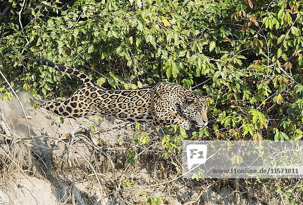 Männlicher Jaguar (Panthera onca)  der von einem Flussufer ins Wasser springt  Fluss Cuiaba  Pantanal  Mato Grosso  Brasilien  Südamerika