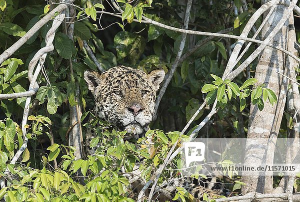 Männlicher Jaguar (Panthera onca) versteckt am Flussufer  Cuiaba Fluss  Pantanal  Mato Grosso  Brasilien  Südamerika