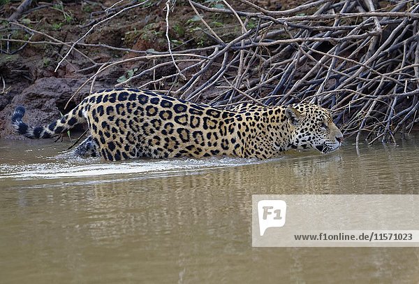 Junger Jaguar (Panthera leo) geht im Wasser Rio Cuiaba Pantanal Mato Grosso Brasilien Südamerika