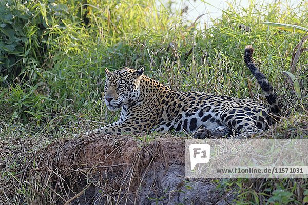 Weiblicher Jaguar (Panthera onca) am Flussufer liegend  Cuiaba Fluss  Pantanal  Mato Grosso  Brasilien  Südamerika