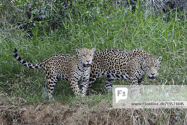 Jaguare (Panthera onca)  Erwachsenes Weibchen mit Jungtier am Flussufer  Cuiaba Fluss  Pantanal  Mato Grosso Staat  Brasilien  Südamerika