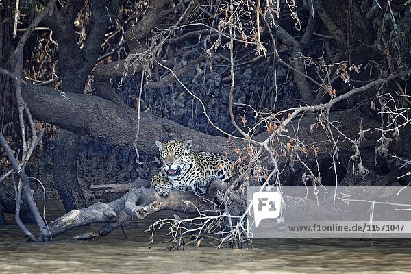 Junger Jaguar (Panthera onca) auf einem Ast über dem Fluss Cuiaba  Pantanal  Bundesstaat Mato Grosso  Brasilien  Südamerika