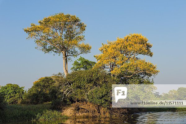 Vochysia divergens-Bäume entlang des Flusses Cuiaba  Pantanal  Bundesstaat Mato Grosso  Brasilien  Südamerika