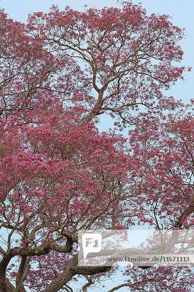 Rosa Ipe-Baum (Tabebuia ipe) während der Blütezeit  Pantanal  Bundesstaat Mato Grosso  Brasilien  Südamerika