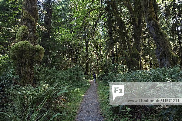 Vegetation with ferns on Kestner Homestead Trail  Quinault Rainforest  near Quinault  Olympic National Park  Washington  USA  North America