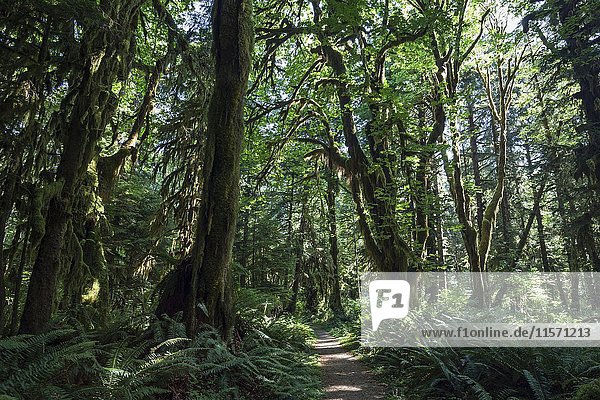 Vegetation am Kestner Homestead Trail  Quinault Regenwald  bei Quinault  Olympic National Park  Washington  USA  Nordamerika