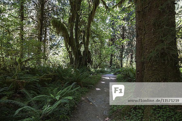 Wanderweg im Hoh-Regenwald,  bei Forks,  Olympic-National-Park,  Washington,  USA,  Nordamerika