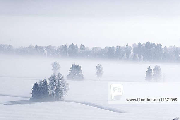Morgennebel im Winter über dem Loisachmoor  Loisachtal bei Großweil  Oberbayern  Bayern  Deutschland  Europa