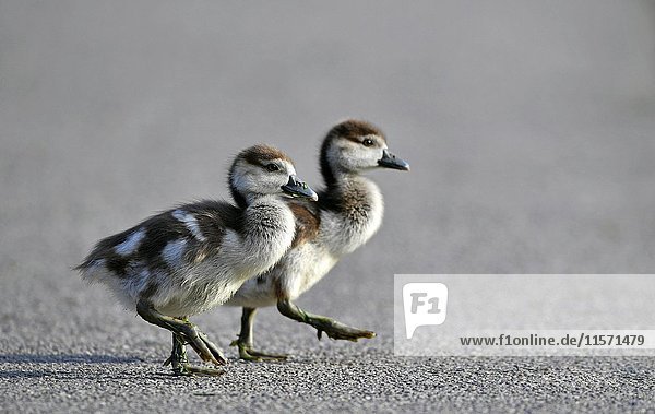 Egyptian Geese (Alopochen aegyptiacus)  chicks crossing road  Baden-Württemberg  Germany  Europe