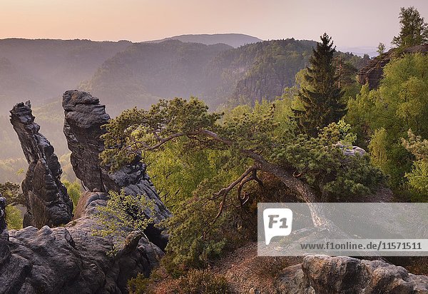 Bäume und Felsen im Morgenlicht  Sächsische Schweiz  Elbsandsteingebirge  Sachsen  Deutschland  Europa