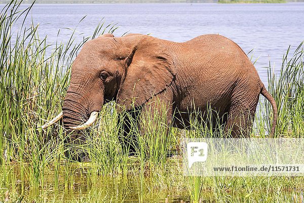 African Elephant (Loxodonta africana)  standing between grass in Jipe Lake  Tsavo West National Park  Kenya  Africa