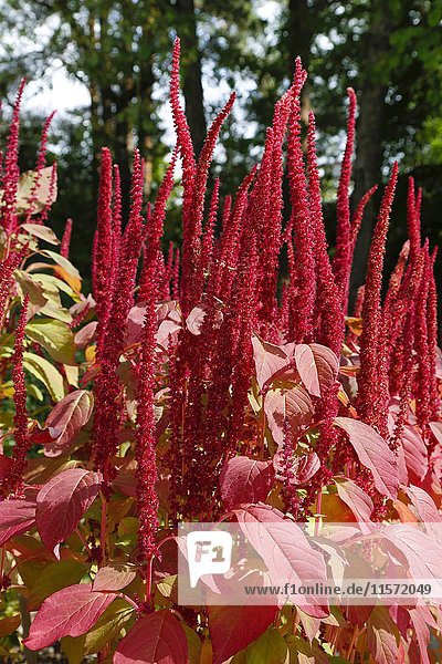 Rote Blüten und rote Blätter  Amaranth (Amaranthus)  Botanischer Garten  Tübingen  Baden-Württemberg  Deutschland  Europa