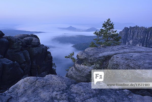 Kiefer (Pinus sylvestris) und Felsen im Elbsandsteingebirge  blaue Stunde mit Morgennebel  Zirkelstein und Kaiserkrone  Nationalpark Sächsische Schweiz  Sachsen  Deutschland  Europa