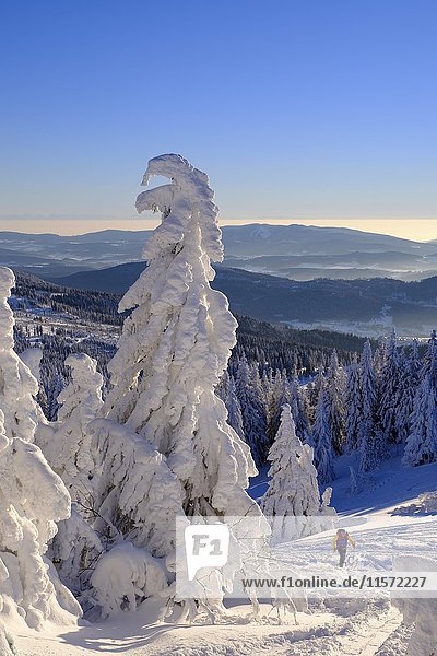 Skitourengeher am Arbermandl  verschneite Fichten  Arber  Naturpark Bayerischer Wald  Niederbayern  Bayern  Deutschland  Europa