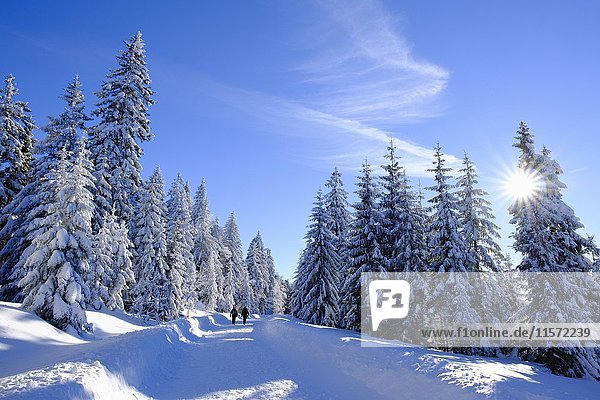 Fichtenwald mit Schnee  Lusenstraße bei Neuschönau  Nationalpark Bayerischer Wald  Niederbayern  Bayern  Deutschland  Europa