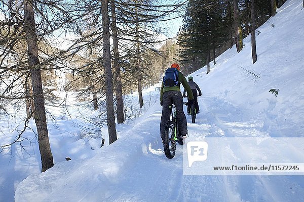 Mountainbiker with Fat Bike on snowy forest road  Val Federia  Livigno  Sondrio  Italy  Europe