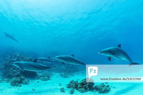 Bottlenose dolphins (Tursiops truncatus)  Red Sea  Egypt  Africa