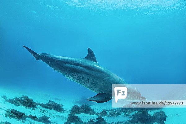 Bottlenose dolphin (Tursiops truncatus)  Red Sea  Egypt  Africa