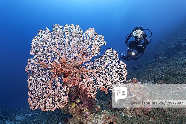 Taucher  Weichkoralle  unbestimmt  Stäbe  Indischer Ozean  Malediven  Asien