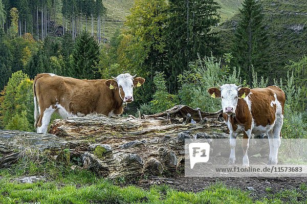Cattle (Bos primigenius taurus)  Fleckvieh cattle  young animals on pasture  Aggenalm  Sudelfeld  Mangfall mountains  Upper Bavaria  Bavaria  Germany  Europe